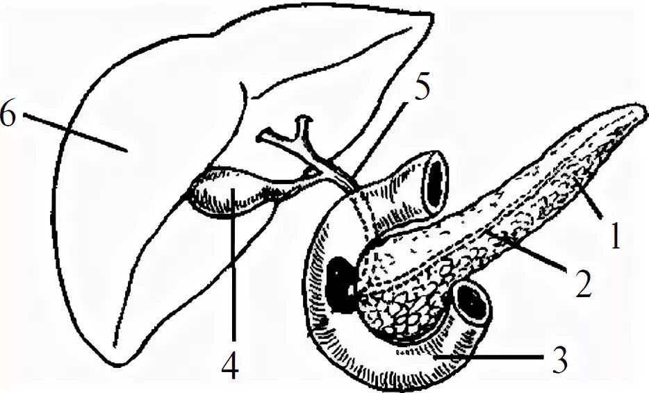 Протоки поджелудочной железы анатомия. Печень и поджелудочная железа строение рисунок. Строение печени и поджелудочной железы. Анатомия протоков поджелудочной железы.