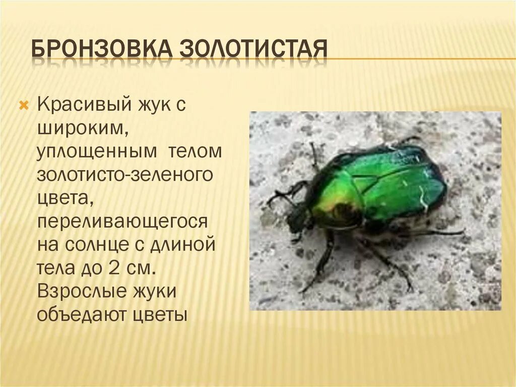 Какой тип питания характерен для бронзовки обыкновенной