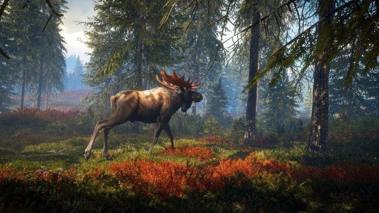 Игра the Hunter Call of the Wild. Игра охота the Hunter Call of the Wild. Лось the Hunter Call of the Wild. The Hunter Call of the Wild охота на лося. Steam call of the wild