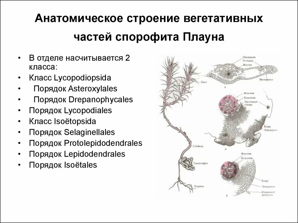 Части плауна. Жизненный цикл плауна булавовидного. Строение спорофита плауна. Строение гаметофита плауна. Внешнее строение спорофита плауна.