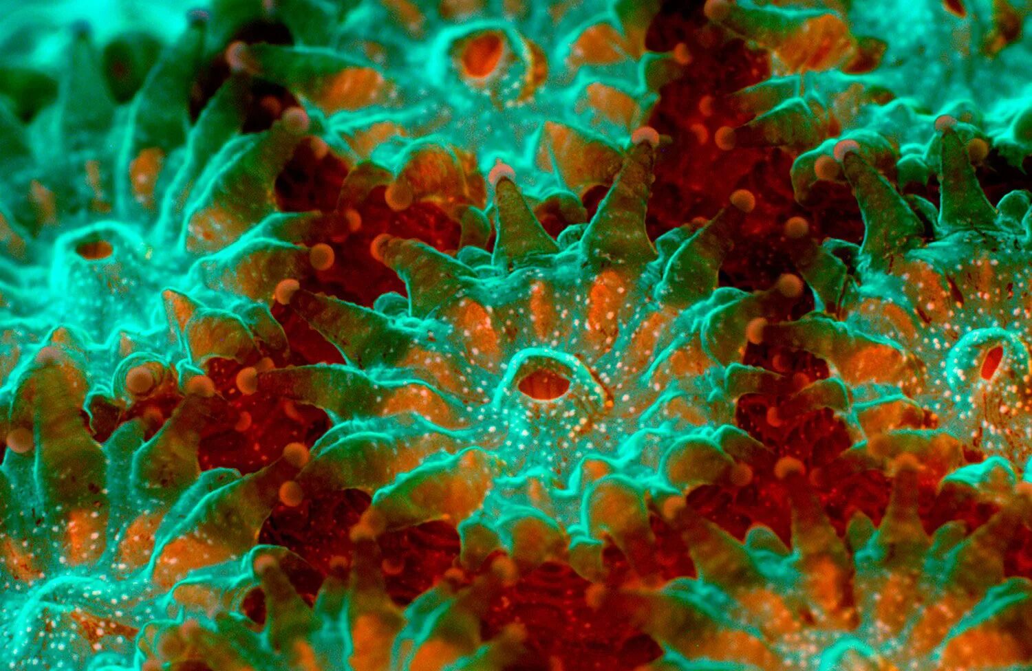 Коралл Montastraea. Микрофотография клетки человека. Глубоководные склерактиниевые кораллы. Пыльца микрофотографии.