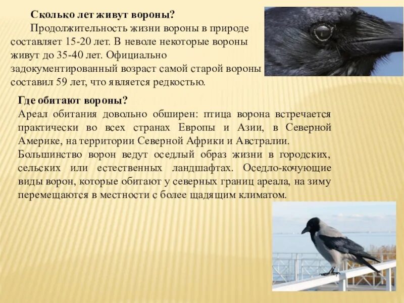 Сколько живет дикий ворон