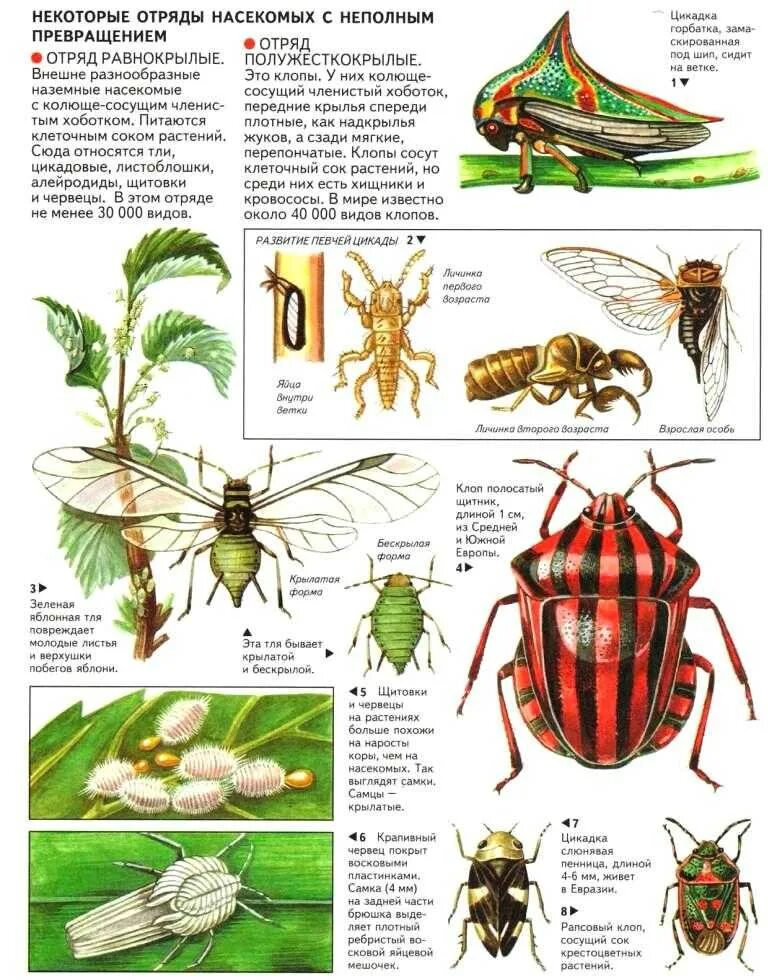 Отряд насекомых тип развития. Типы развития насекомых отряды насекомых. Отряды насекомых с полным и неполным превращением. Отряды насекомых схема. Представители отряда насекомых с неполным превращением.