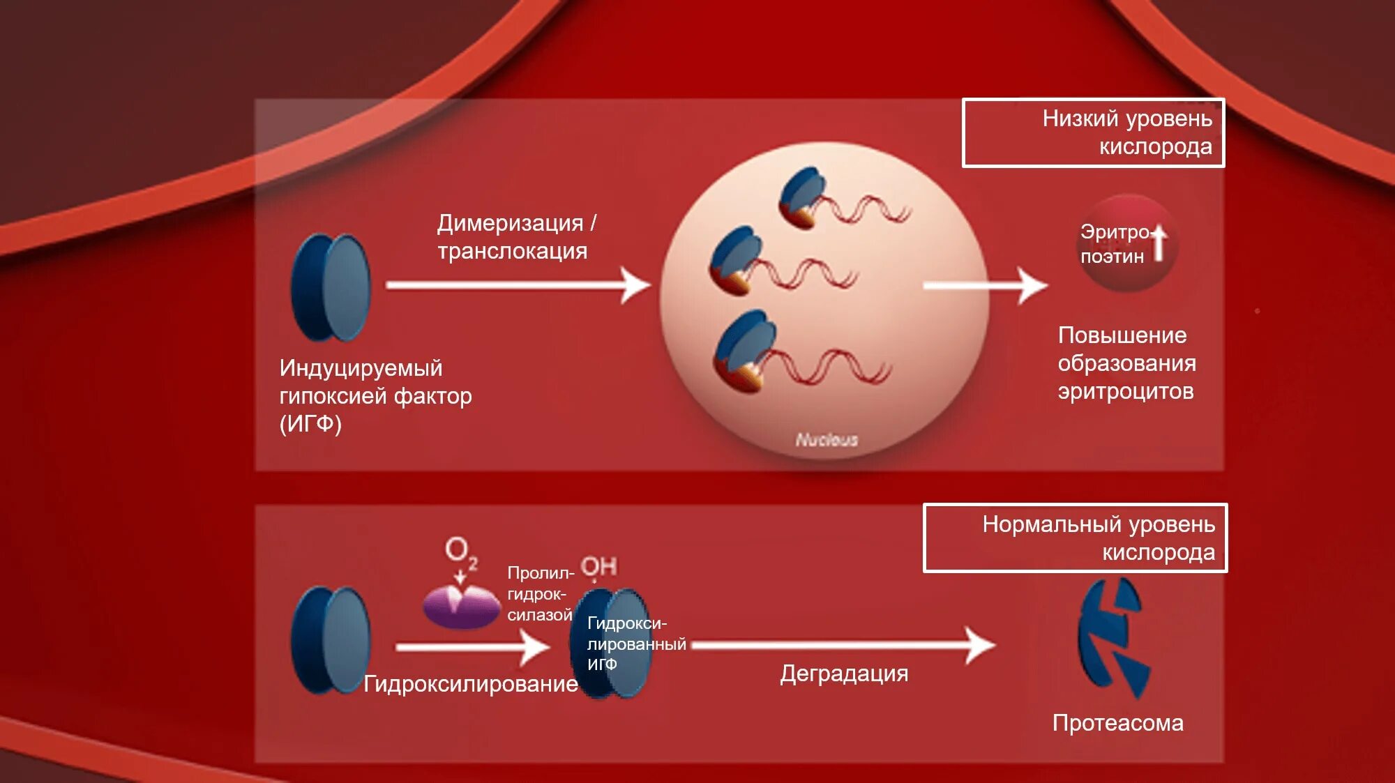 Эритропоэтина. Эритропоэтин Синтез. Эритропоэтин допинг в спорте. Препараты эритропоэтина при ХБП.