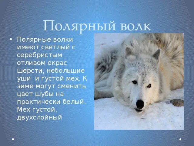 Северные волки текст. Полярный волк описание. Северные волки текст. Загадки про животных севера. Северные волки текст.