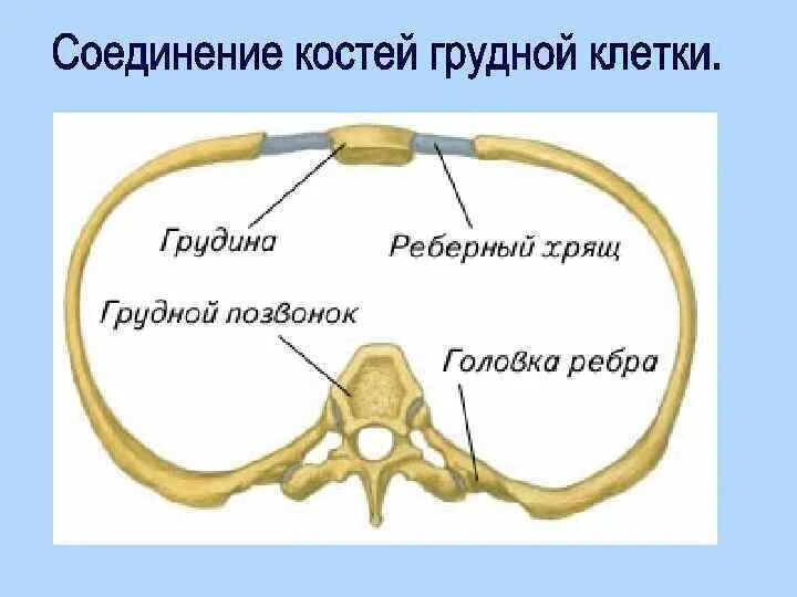 Кости грудной клетки Тип соединения. Грудная клетка соединение костей грудной клетки. Соединение костей грудины. Соединения костей грудной клетки анатомия.