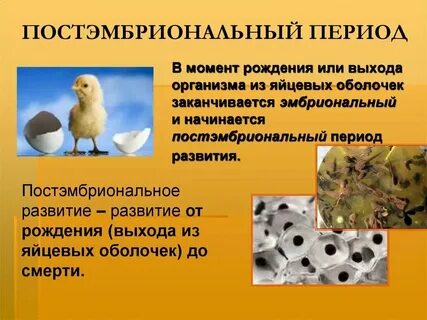 Постэмбриональное развитие зародыша