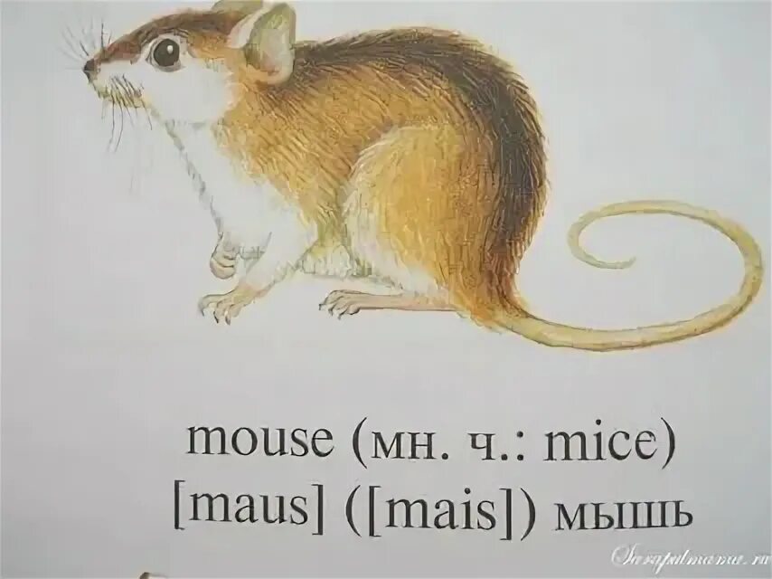 С английского на русский язык mice