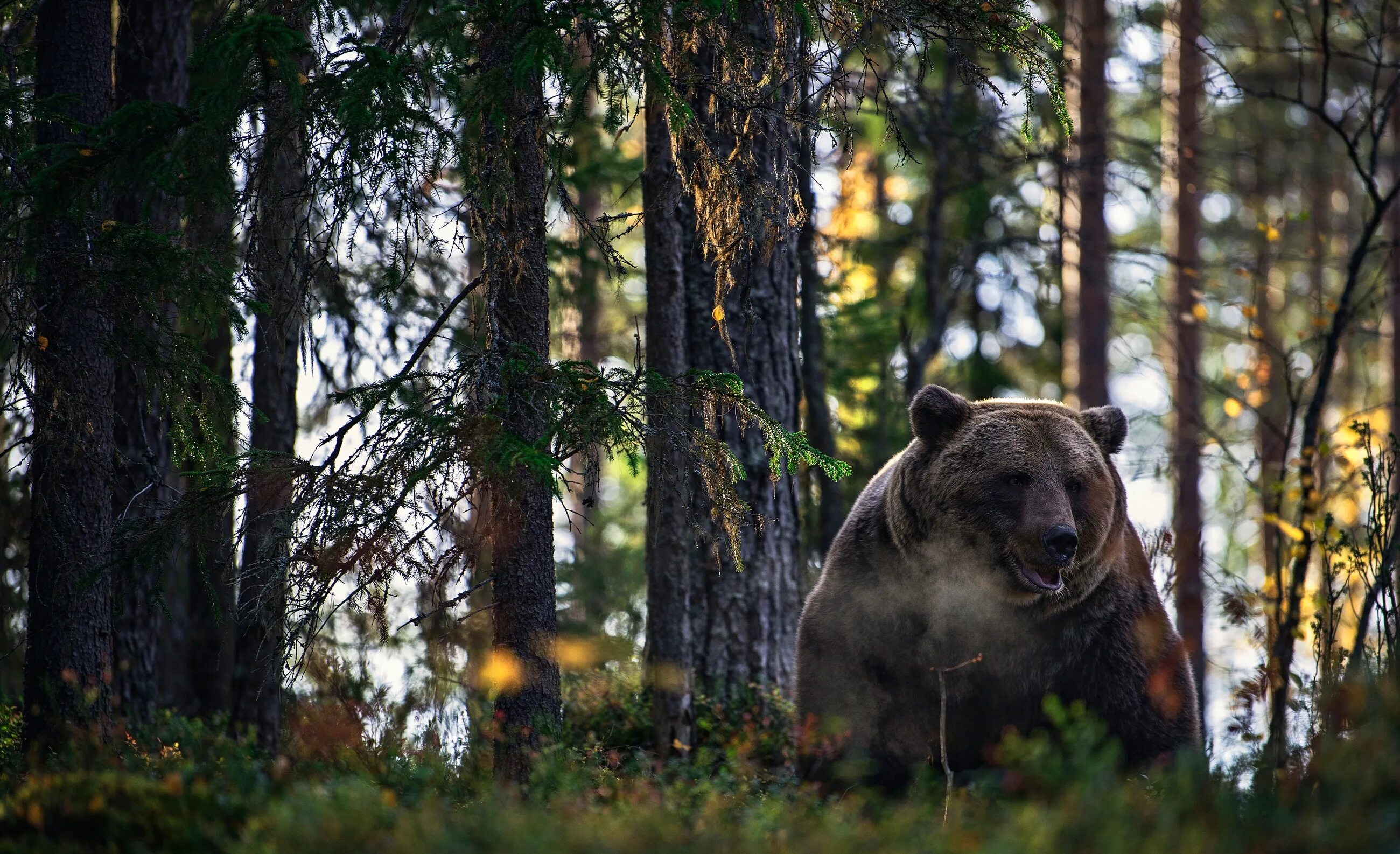 Жизнь медведей в лесу. Медведь в лесу. Бурый медведь в лесу. Лес с животными.