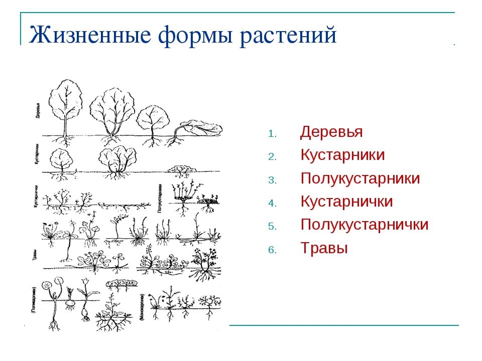 Древесные растения определение. Жизненная форма растений кустарники кустарнички. Жизненные формы растений дерево кустарник кустарничек трава. Жизненные формы растений деревья травы кустарники кустарнички. Жизненные формы растений кустарники кустарнички полукустарнички.