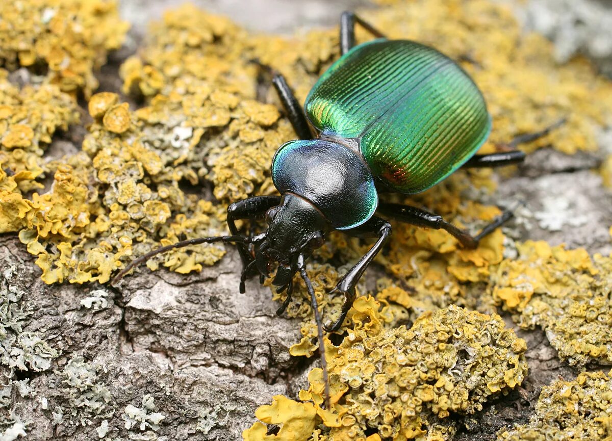 Жужелица красотел. Красотел пахучий (calosoma sycophanta). Жужелица красотел. Красотел пахучий питание. Жук жужелица.