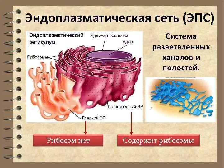 Эндоплазматический ретикулум строение. Строение эндоплазматической мембраны. Эндоплазматическая сеть и рибосомы. Эпс строение и функции