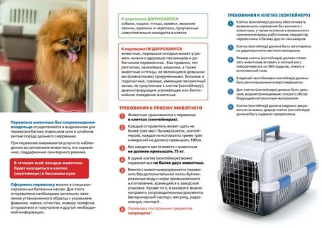 Ржд как перевозить собаку