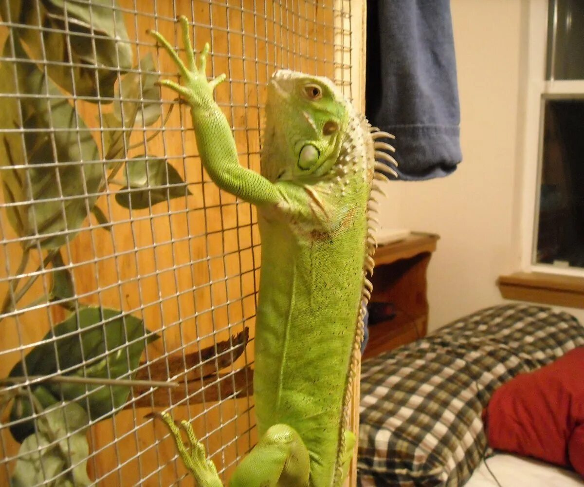 Игуана в домашних условиях. Iguana Iguana. Игуана зеленый дракон. Игуана домашняя. Игуана в доме.