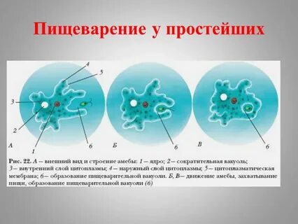 В чем заключается внутриклеточное пищеварение амебы