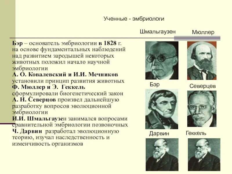 Что является объектом изучения эмбриологии. История развития эмбриологии. основоположник эмбриологии. основатель экспериментальной эмбриологии. эмбриология ученые.