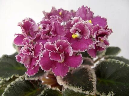 Jolly frills фиалка
