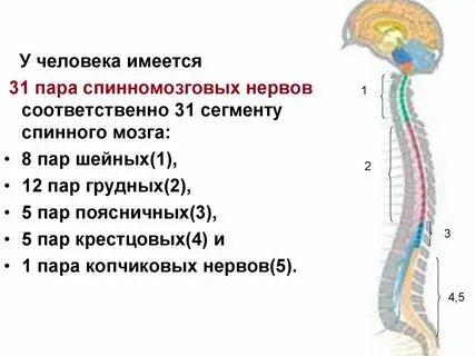 Количество пар нервов отходящих от спинного мозга