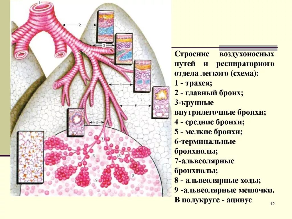 Дыхательную функцию выполняют клетки. Строение воздухоносных путей дыхательной системы. Строение бронха послойное. Дыхательная система схема воздухоносные пути. Строение ткани бронхов.