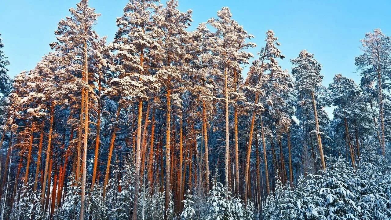 Сосна обыкновенная ХМАО. Сосновая Тайга Финляндии. Лес секвой. Сосновый лес ХМАО.