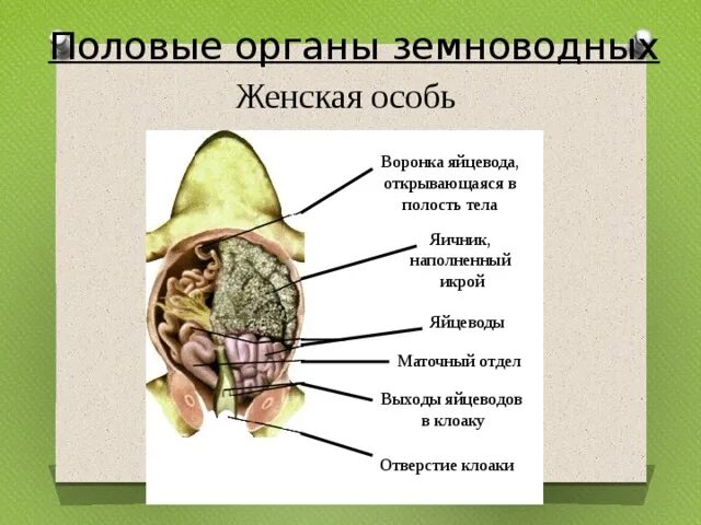 Какой тип почек у земноводных