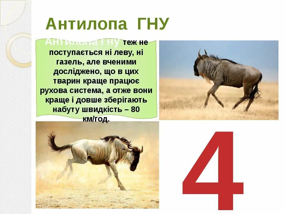 Тест : укажи ошибки в определении части речи. Антилопа гну альбинос. Антилопа гну. Орфоэпия правила постановки ударения. Дождливый- существительное.