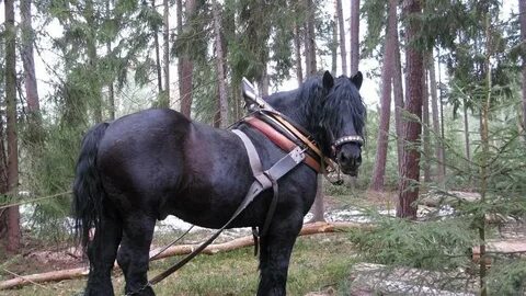 Лошадь бревно