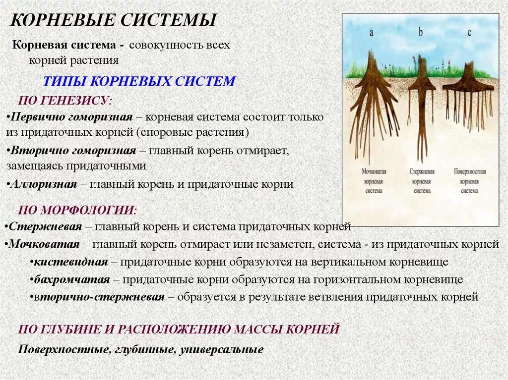Корневой диаметр. Корневая система. Корневая система корневище. Типы корневых систем деревьев.