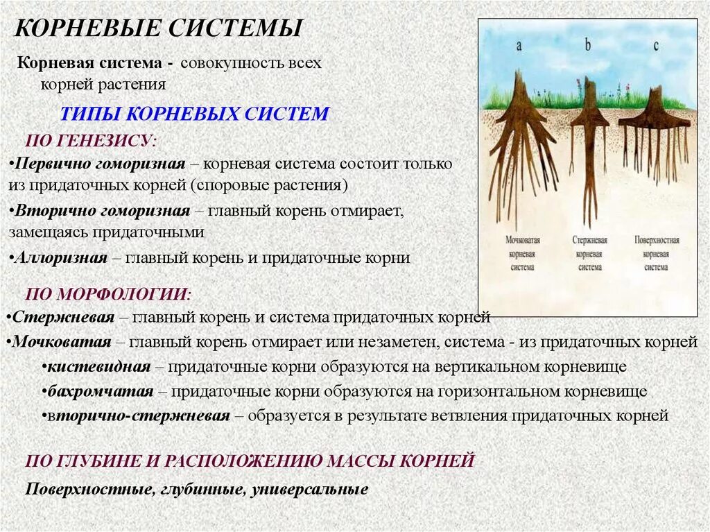 На какую глубину растут корни. Какая корневая система у дуба. Корневая система корневище. Типы корневых систем деревьев.