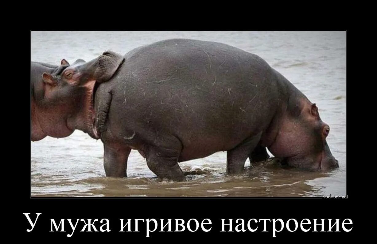 Бегемот и кончились люди. Бегемот демотиватор. хочу тебя съесть. так бы и съела тебя картинки. смешной бегемот.