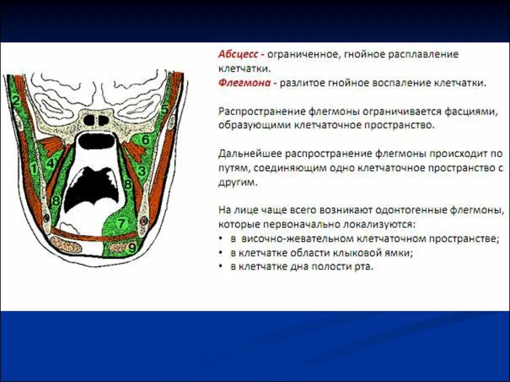 Пространства дна полости рта. Клетчаточные пространства дна ротовой полости. Фасции и клетчаточные пространства дна полости рта. Латеральное клетчаточное пространство дна полости рта. Область Клыковой ямки.