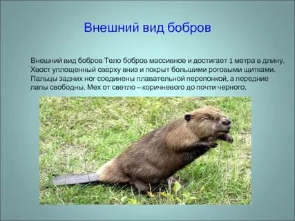 Тип симметрии бобра