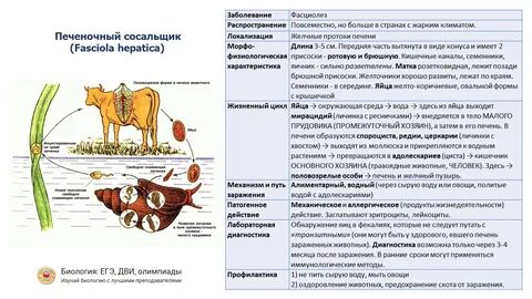 Пути заражения печеночным сосальщиком
