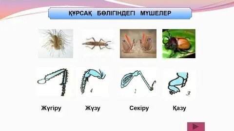 Мастурбация үлкен сиськи фото