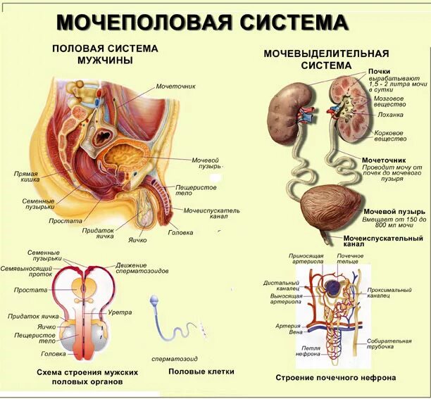 Мочевые органы мужчины