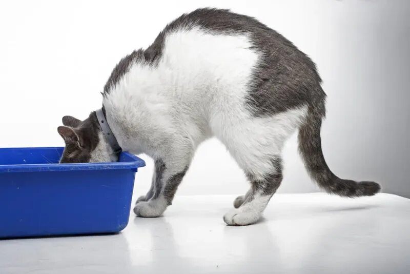 Поза для мочеиспускания у кошек. Звуки для котов чтобы они пописали. Кошка много пьёт воды и часто ходит в туалет по маленькому. Частое мочеиспускание у кошки