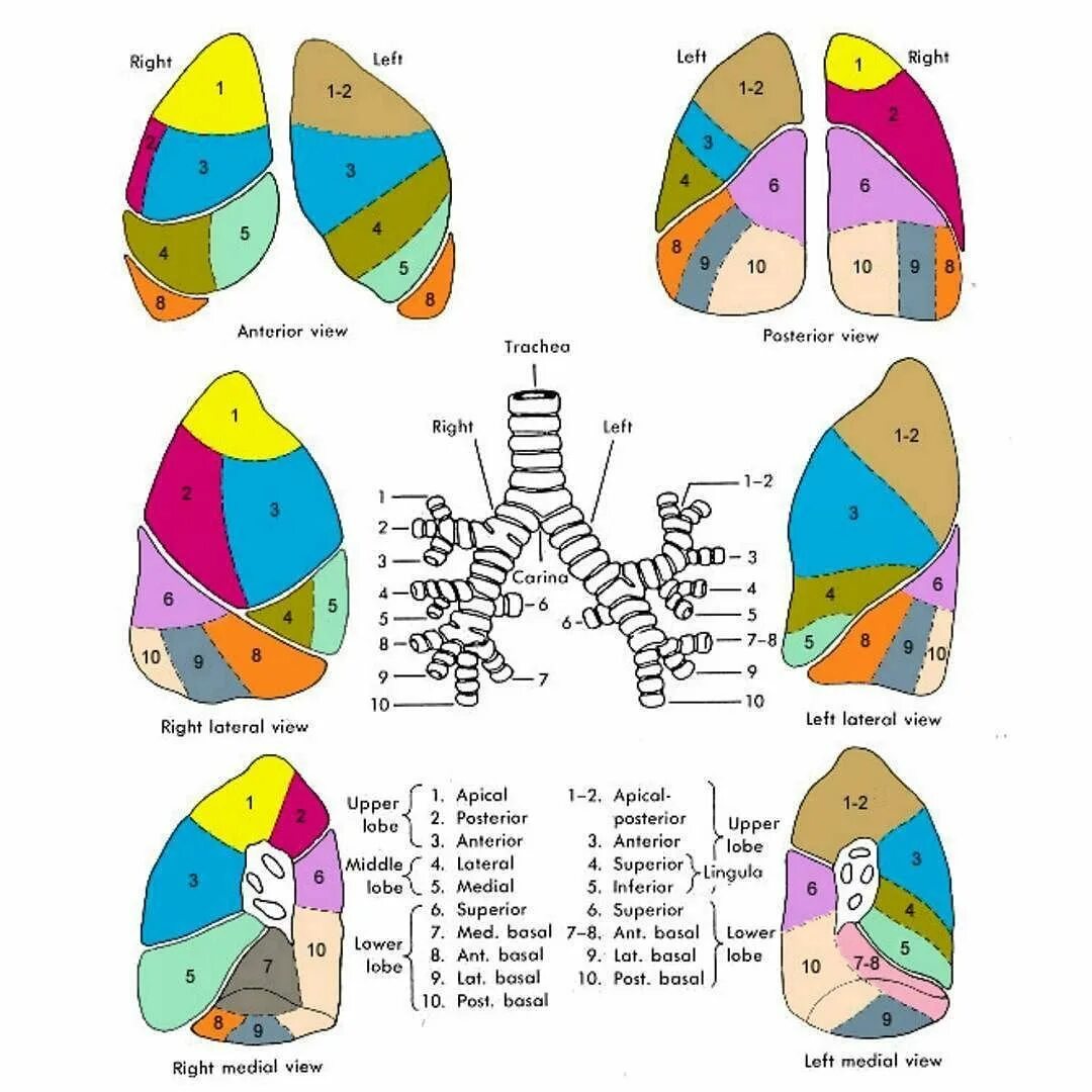 Строение легких сегменты и доли. Сегментарное строение легких схема. Сегментарное строение легких в прямой и боковой проекции. Сегментарное строение правого легкого схема. Покалывание левого легкого