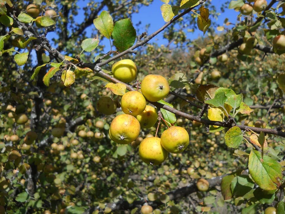 Яблоки дикая яблоня. Яблоня Лесная Malus Sylvestris. Яблоня Лесная (Дикая) (Malus Sylvestris). Яблоня Лесная (дичок). Яблоня Лесная (м. Sylvestris),.