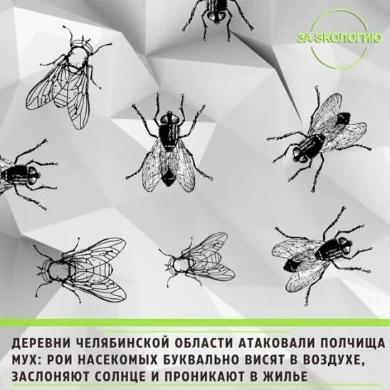 Нашествие мух в Челябинской области. Нашествие мух в Армении. Нашествие мух 2023 Аргаяш Челяб.области. Жители деревни ловят мух.