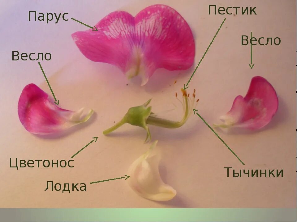 Паруса весел лодочки растения. Душистый горошек строение растения. Семейство Мотыльковые душистый горошек. Душистый горошек строение. Семейство Мотыльковые бобовые строение.