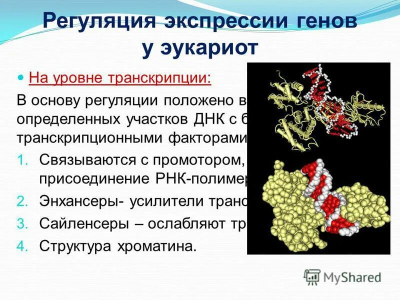 Аминокислота образуется в процессе