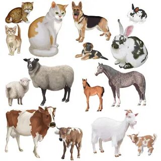 Ішіп алып, мас болды