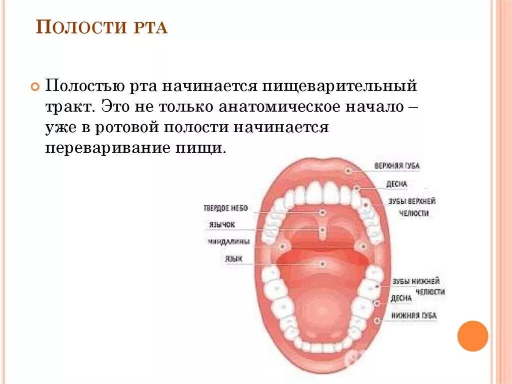 Полость страдать. Заболевания полости РТВ. Воспаление ротовой полости.