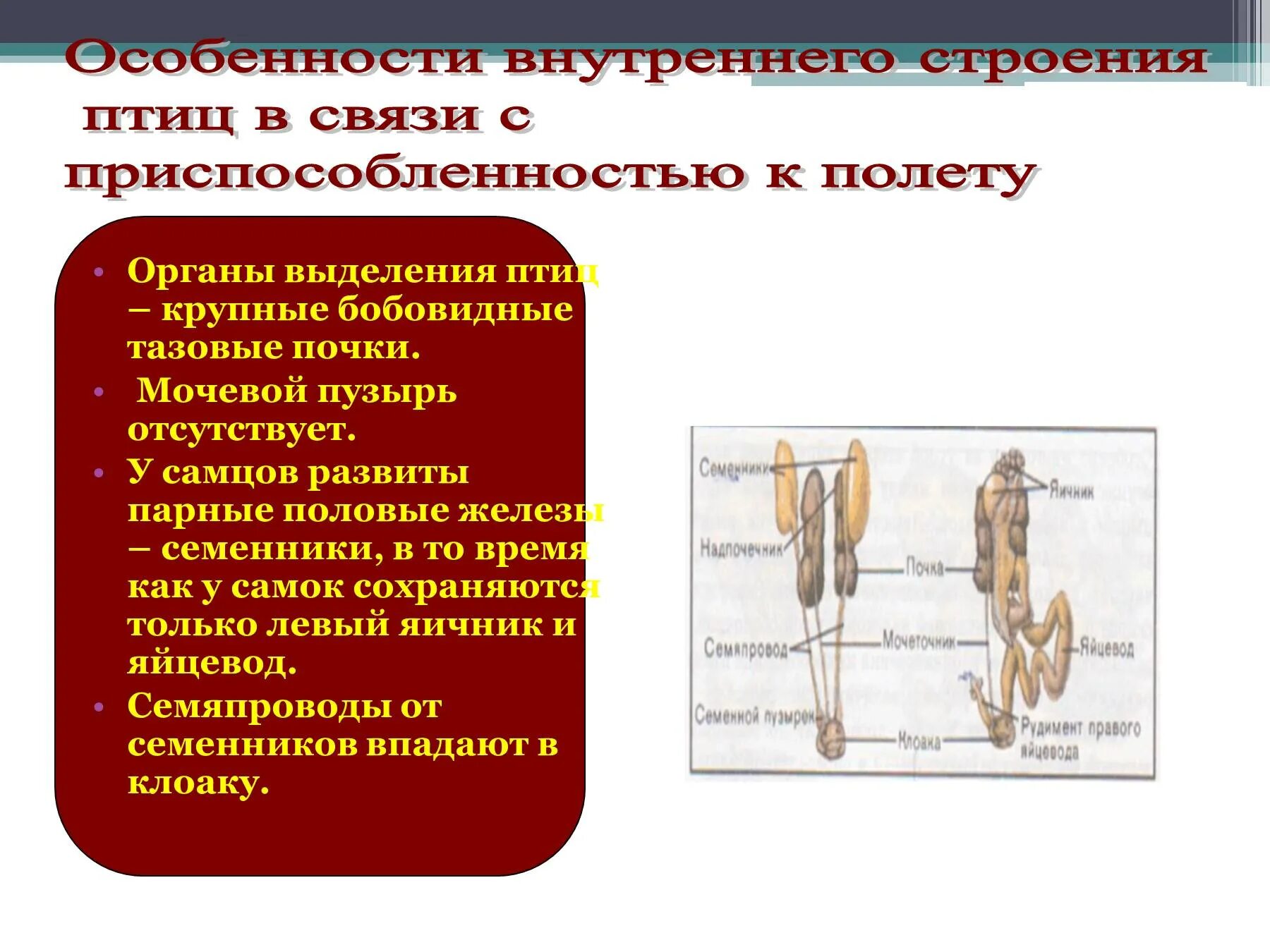 Внутреннее строение птиц в связи с полетом. Особенности строения органов размножения птиц. Выделительная система птиц приспособление к полету. Половая система птиц. Особенности внутреннего строения птиц в связи с полетом.