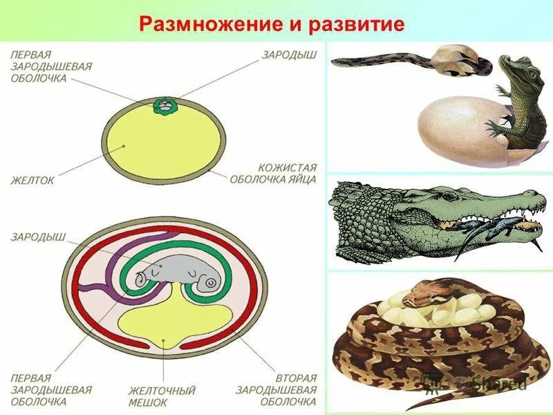 Строение яйца ящерицы. Строение яйца рептилий. Строение яйца рептиции. Цикл развития рептилий. Стадия развития ящерицы