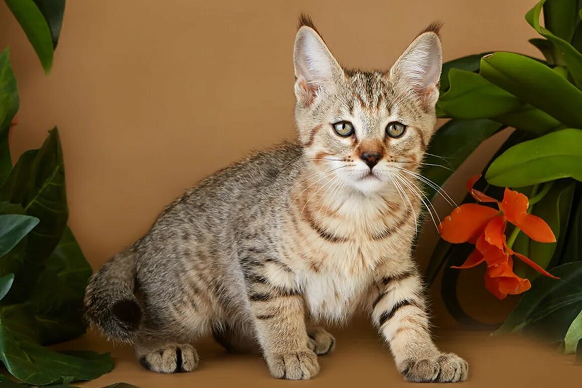 Фото пород кошек. Порода пиксибоб. Коты породы пиксибоб. Пиксибоб короткошерстный. Пипси Боб порода кошек.