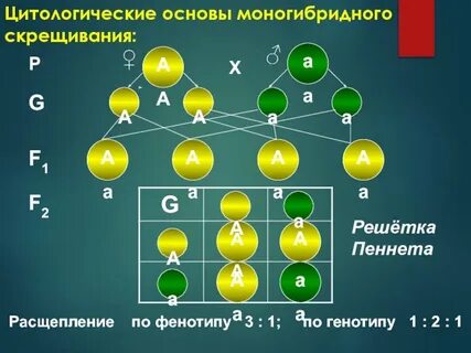 Моногибридном анализирующем скрещивании гетерозиготных растений