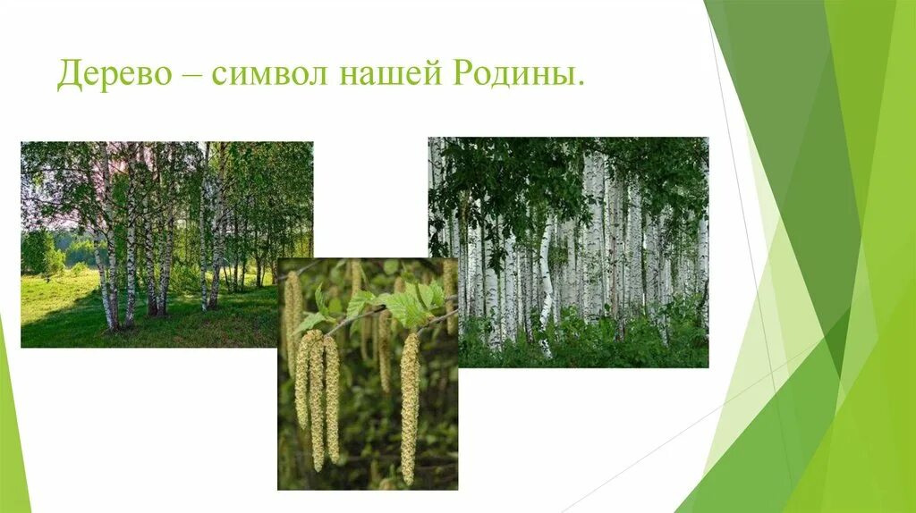 Деревья символы стран. Дерево символ нашей Родины. Деревья символ Родины. Дерево символ России.
