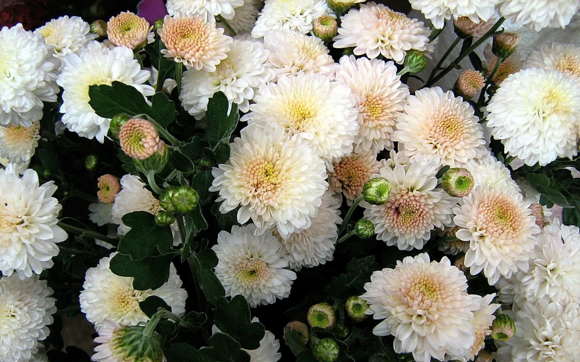 Хризантема корейская эвелин буш. Хризантема мультифлора первоклассница. Валерий леонтьев цитаты. Дачница с астрами. Валерий леонтьев девять хризантем.