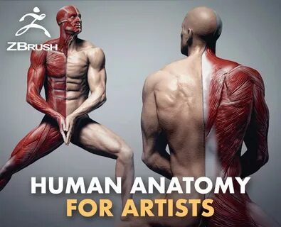 Anatomy for artists